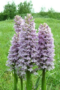 Dactylorhiza x grandis (Orchidaceae)  - Grand dactylorhizeDactylorhiza fuchsii x Dactylorhiza praetermissa subsp. praetermissa. Furnes [Belgique] 08/06/2002 - 10m