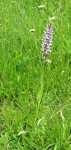 Dactylorhiza x transiens (Orchidaceae)  - Dactylorhize changeant, Orchis changeantDactylorhiza fuchsii x Dactylorhiza maculata subsp. ericetorum. Pas-de-Calais [France] 22/06/2002 - 80m