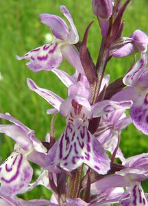 Dactylorhiza x transiens (Orchidaceae)  - Dactylorhize changeant, Orchis changeantDactylorhiza fuchsii x Dactylorhiza maculata subsp. ericetorum. Pas-de-Calais [France] 22/06/2002 - 80m