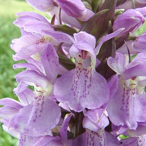 Dactylorhiza x wintonii (Orchidaceae)  - Dactylorhize de Winton, Orchis de WintonDactylorhiza incarnata subsp. incarnata x Dactylorhiza praetermissa subsp. praetermissa. Furnes [Belgique] 08/06/2002 - 10m