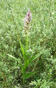 Dactylorhiza x wintonii (Orchidaceae)  - Dactylorhize de Winton, Orchis de WintonDactylorhiza incarnata subsp. incarnata x Dactylorhiza praetermissa subsp. praetermissa. Furnes [Belgique] 08/06/2002 - 10m