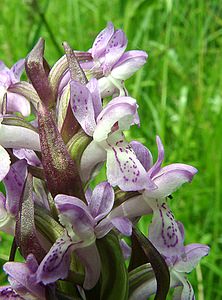 Dactylorhiza x wintonii (Orchidaceae)  - Dactylorhize de Winton, Orchis de WintonDactylorhiza incarnata subsp. incarnata x Dactylorhiza praetermissa subsp. praetermissa. Nord [France] 16/06/2002