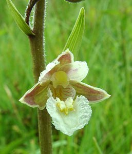 Epipactis palustris (Orchidaceae)  - Épipactis des marais - Marsh Helleborine Somme [France] 22/06/2002