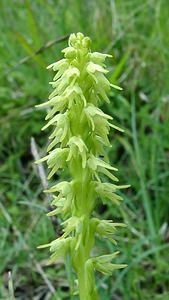 Herminium monorchis (Orchidaceae)  - Herminium à un seul tubercule, Orchis musc, Herminium clandestin - Musk Orchid Pas-de-Calais [France] 15/06/2002 - 80m