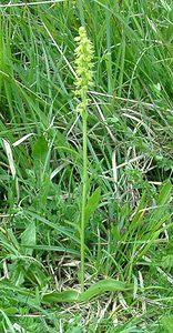 Herminium monorchis (Orchidaceae)  - Herminium à un seul tubercule, Orchis musc, Herminium clandestin - Musk Orchid Pas-de-Calais [France] 15/06/2002 - 80m