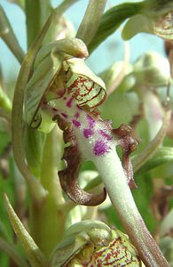 Himantoglossum hircinum (Orchidaceae)  - Himantoglosse bouc, Orchis bouc, Himantoglosse à odeur de bouc - Lizard Orchid Nord [France] 08/06/2002 - 10m