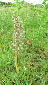 Himantoglossum hircinum (Orchidaceae)  - Himantoglosse bouc, Orchis bouc, Himantoglosse à odeur de bouc - Lizard Orchid Nord [France] 16/06/2002 - 10m