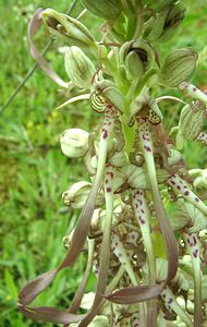 Himantoglossum hircinum (Orchidaceae)  - Himantoglosse bouc, Orchis bouc, Himantoglosse à odeur de bouc - Lizard Orchid Nord [France] 16/06/2002 - 10m