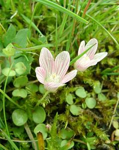 Lysimachia tenella (Primulaceae)  - Lysimaque délicate, Mouron délicat - Bog Pimpernel Somme [France] 22/06/2002