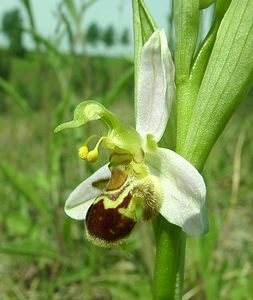 Ophrys apifera (Orchidaceae)  - Ophrys abeille - Bee Orchid Courtrai [Belgique] 02/06/2002 - 20m