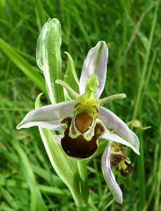 Ophrys apifera (Orchidaceae)  - Ophrys abeille - Bee Orchid Pas-de-Calais [France] 15/06/2002 - 90m