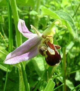 Ophrys apifera (Orchidaceae)  - Ophrys abeille - Bee Orchid Pas-de-Calais [France] 15/06/2002 - 90m