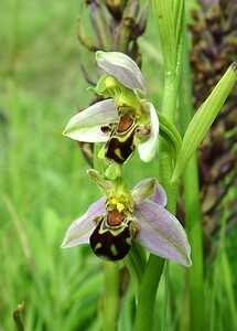 Ophrys apifera (Orchidaceae)  - Ophrys abeille - Bee Orchid Pas-de-Calais [France] 15/06/2002 - 20m