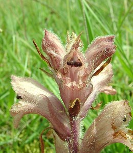 Orobanche caryophyllacea (Orobanchaceae)  - Orobanche oeillet, Orobanche giroflée, Orobanche à odeur d'oeillet, Orobanche du gaillet - Bedstraw Broomrape Nord [France] 16/06/2002 - 10m