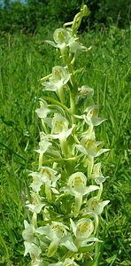 Platanthera chlorantha (Orchidaceae)  - Platanthère à fleurs verdâtres, Orchis vert, Orchis verdâtre, Plalatanthère des montagnes, Platanthère verdâtre - Greater Butterfly-orchid Courtrai [Belgique] 02/06/2002 - 20m