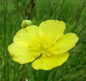 Ranunculus lingua (Ranunculaceae)  - Renoncule langue, Grande douve - Greater Spearwort Somme [France] 22/06/2002