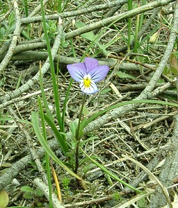 Viola tricolor subsp. curtisii (Violaceae)  - Violette de Curtis, Pensée de Curtis Furnes [Belgique] 08/06/2002 - 10m