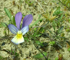 Viola tricolor subsp. curtisii (Violaceae)  - Violette de Curtis, Pensée de Curtis Nord [France] 16/06/2002