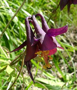 Aquilegia atrata (Ranunculaceae)  - Ancolie noirâtre Savoie [France] 30/07/2002 - 2390m
