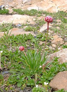 Armeria alliacea (Plumbaginaceae)  - Armérie alliacée Haute-Savoie [France] 28/07/2002 - 2660m