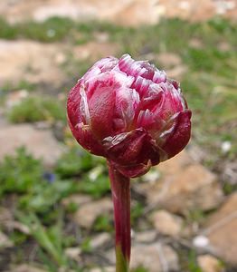 Armeria alliacea (Plumbaginaceae)  - Armérie alliacée Haute-Savoie [France] 28/07/2002 - 2660m