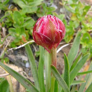 Armeria alliacea (Plumbaginaceae)  - Armérie alliacée Haute-Savoie [France] 28/07/2002 - 2660m