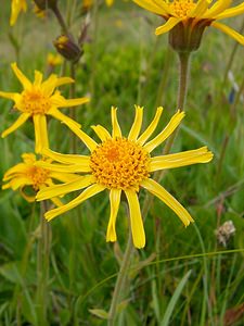 Arnica montana (Asteraceae)  - Arnica des montagnes, Arnica, Herbe aux prêcheurs Savoie [France] 27/07/2002 - 1940m