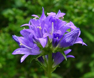 Campanula glomerata (Campanulaceae)  - Campanule agglomérée - Clustered Bellflower Ain [France] 25/07/2002 - 550m