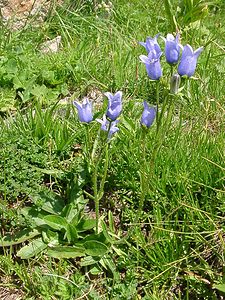 Campanula medium (Campanulaceae)  - Campanule carillon, Fausse raiponce, Campanule moyenne - Canterbury-bells Savoie [France] 28/07/2002 - 2020m