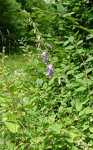 Campanula rapunculoides (Campanulaceae)  - Campanule fausse raiponce - Creeping Bellflower Ain [France] 25/07/2002 - 550m