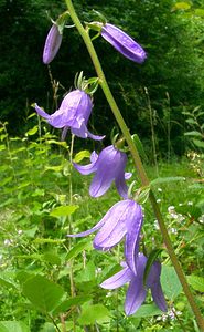 Campanula rapunculoides (Campanulaceae)  - Campanule fausse raiponce - Creeping Bellflower Ain [France] 25/07/2002 - 550m