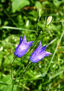 Campanula rotundifolia (Campanulaceae)  - Campanule à feuilles rondes - Harebell Jura [France] 23/07/2002 - 770m