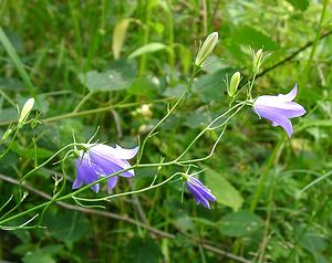 Campanula rotundifolia (Campanulaceae)  - Campanule à feuilles rondes - Harebell Ain [France] 25/07/2002 - 550m