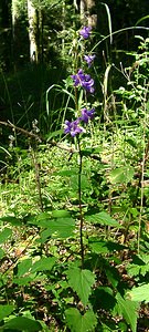 Campanula trachelium (Campanulaceae)  - Campanule gantelée, Gant de Notre-Dame, Ortie bleue - Nettle-leaved Bellflower Jura [France] 23/07/2002 - 770m