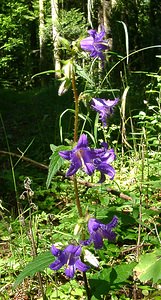 Campanula trachelium (Campanulaceae)  - Campanule gantelée, Gant de Notre-Dame, Ortie bleue - Nettle-leaved Bellflower Jura [France] 23/07/2002 - 770m