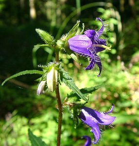 Campanula trachelium (Campanulaceae)  - Campanule gantelée, Gant de Notre-Dame, Ortie bleue - Nettle-leaved Bellflower Jura [France] 23/07/2002 - 770m