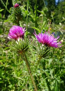 Carduus acanthoides (Asteraceae)  - Chardon faux acanthe - Broad-winged Thistle Jura [France] 23/07/2002 - 770m