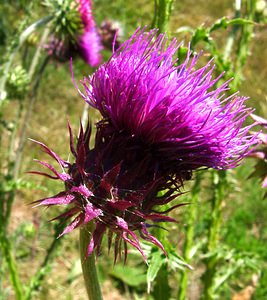 Carduus nutans (Asteraceae)  - Chardon penché - Musk Thistle Savoie [France] 27/07/2002 - 1000m