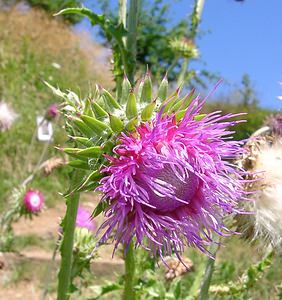 Carduus nutans (Asteraceae)  - Chardon penché - Musk Thistle Savoie [France] 27/07/2002 - 1000m