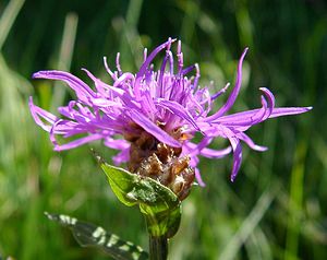 Centaurea jacea (Asteraceae)  - Centaurée jacée, Tête de moineau, Ambrette - Brown Knapweed Jura [France] 23/07/2002 - 770m