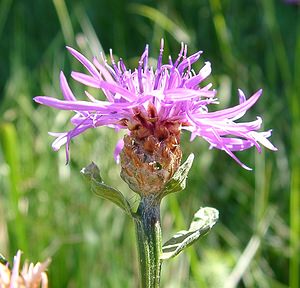 Centaurea jacea (Asteraceae)  - Centaurée jacée, Tête de moineau, Ambrette - Brown Knapweed Jura [France] 23/07/2002 - 770m