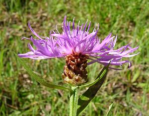 Centaurea jacea (Asteraceae)  - Centaurée jacée, Tête de moineau, Ambrette - Brown Knapweed Jura [France] 23/07/2002 - 770m