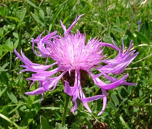 Centaurea jacea (Asteraceae)  - Centaurée jacée, Tête de moineau, Ambrette - Brown Knapweed Savoie [France] 30/07/2002 - 2390m