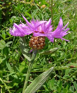 Centaurea jacea (Asteraceae)  - Centaurée jacée, Tête de moineau, Ambrette - Brown Knapweed Savoie [France] 30/07/2002 - 2390m