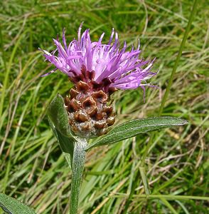 Centaurea jacea (Asteraceae)  - Centaurée jacée, Tête de moineau, Ambrette - Brown Knapweed Savoie [France] 30/07/2002 - 2390m