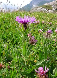 Centaurea nervosa (Asteraceae)  - Centaurée nervée, Centaurée de Ferdinand Savoie [France] 27/07/2002 - 1940m