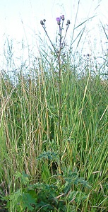 Cirsium arvense (Asteraceae)  - Cirse des champs, Chardon des champs, Calcide - Creeping Thistle Ain [France] 26/07/2002 - 550m