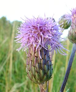 Cirsium arvense (Asteraceae)  - Cirse des champs, Chardon des champs, Calcide - Creeping Thistle Ain [France] 26/07/2002 - 550m