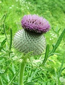 Cirsium eriophorum (Asteraceae)  - Cirse laineux, Cirse aranéeux - Woolly Thistle Seine-Maritime [France] 08/07/2002 - 30m