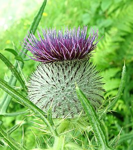 Cirsium eriophorum (Asteraceae)  - Cirse laineux, Cirse aranéeux - Woolly Thistle Seine-Maritime [France] 08/07/2002 - 30m